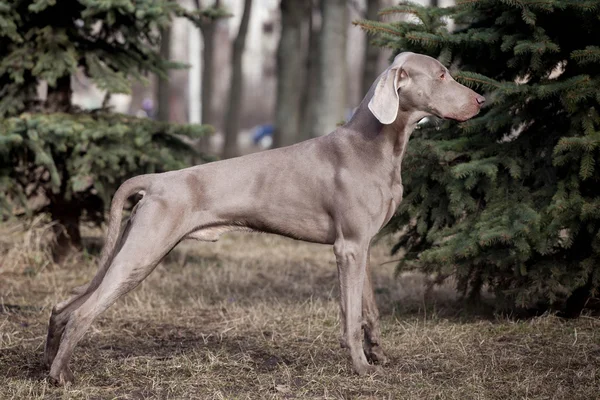 Weimaraner perro fuera —  Fotos de Stock