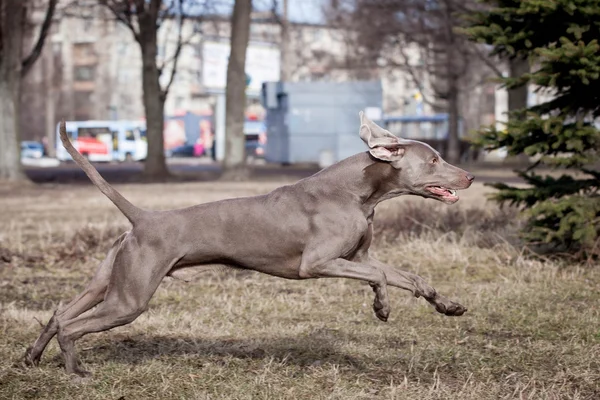 ワイマラナー犬を外 — Stockfoto