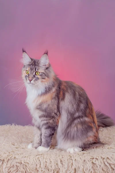 Silver tabby maine coon kattunge, 5 månad — Stockfoto