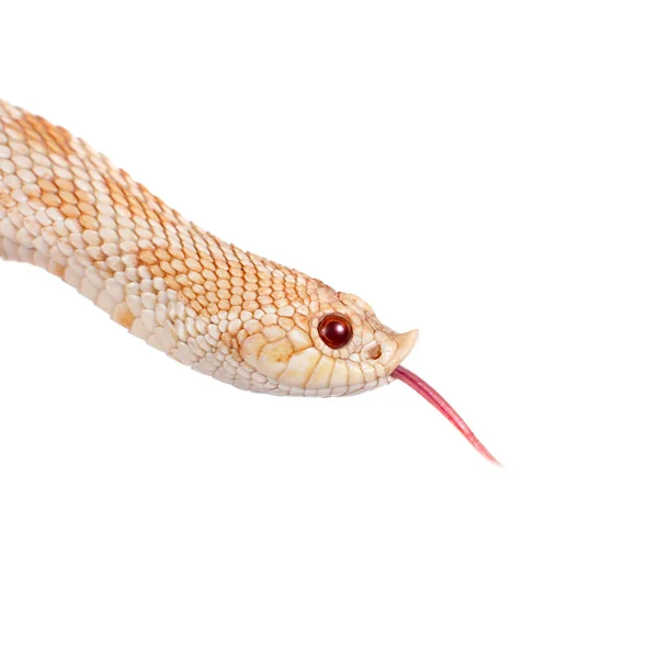 Cobra-nariz-de-porco-ocidental, Heterodon nasicus contra fundo branco — Fotografia de Stock