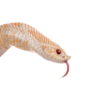 Batı domuz burunlu yılan, Heterodon nasicus beyaz bir arka plana dayanır