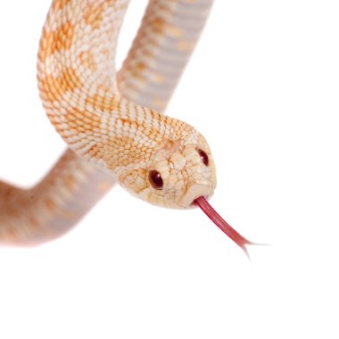 Batı domuz burunlu yılan, Heterodon nasicus beyaz bir arka plana dayanır