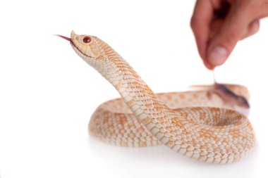 Batı domuz burunlu yılan, Heterodon nasicus beyaz bir arka plana dayanır