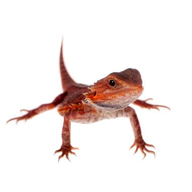 Kırmızı sakallı Ejder, beyaz Pogona vitticeps