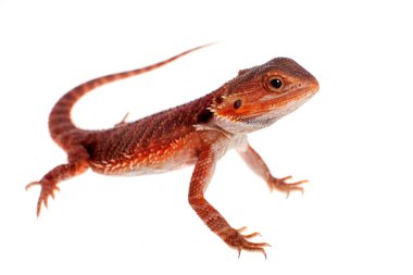 Kırmızı sakallı Ejder, beyaz Pogona vitticeps
