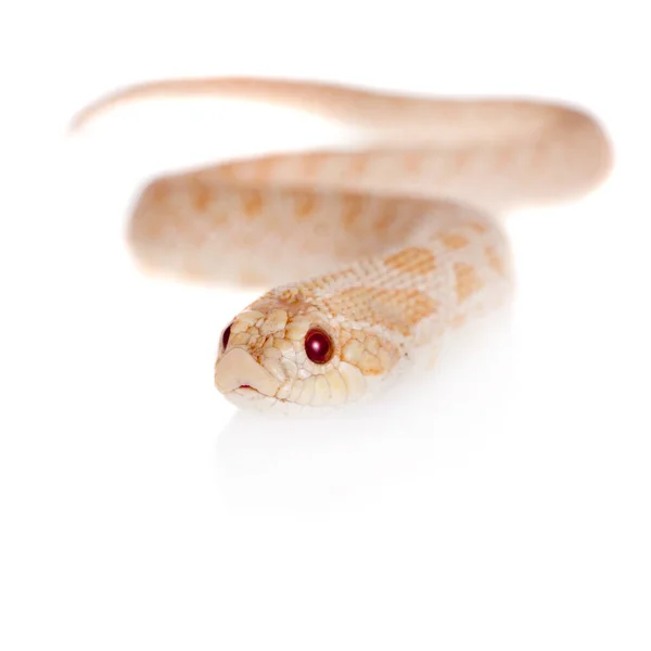 Serpente dal naso di maiale occidentale, Heterodon nasicus sullo sfondo bianco — Foto Stock