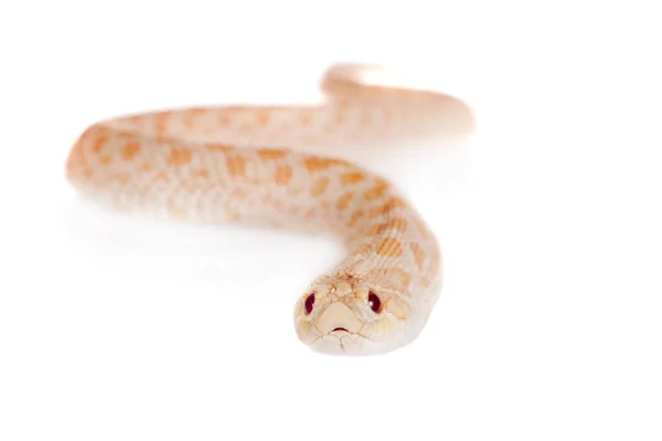 Westerse hog-nosed slang, Heterodon nasicus tegen witte achtergrond — Stockfoto