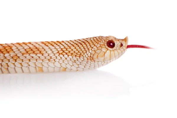 Cobra-nariz-de-porco-ocidental, Heterodon nasicus contra fundo branco — Fotografia de Stock