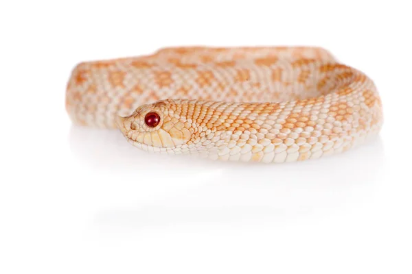 Westerse hog-nosed slang, Heterodon nasicus tegen witte achtergrond — Stockfoto