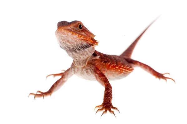 Red Bearded dragon, Pogona vitticeps, on white — Stock Photo, Image