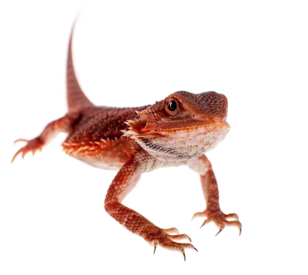 Dragón barbudo rojo, Pogona vitticeps, sobre blanco — Foto de Stock