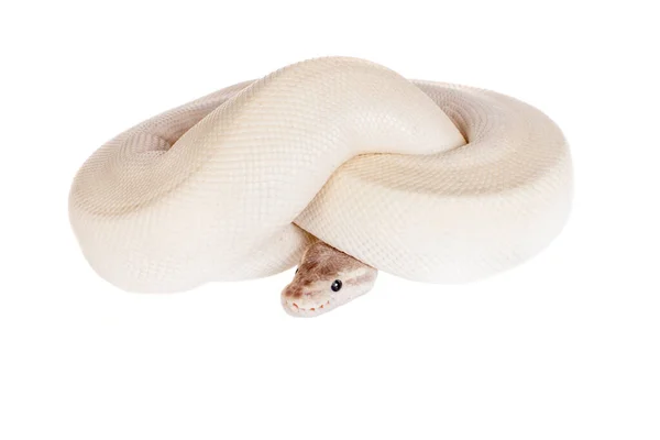 Royal Python lub Python piłkę na biały — Zdjęcie stockowe