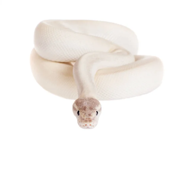 Python royal, ou Python boule sur blanc — Photo