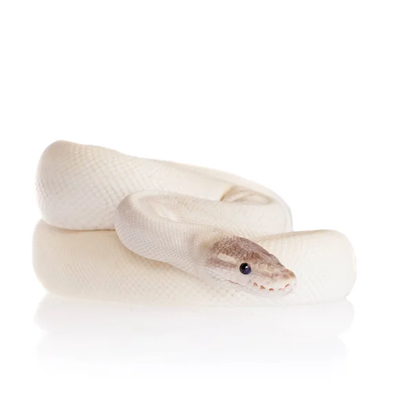 Python real, ou Python bola no branco — Fotografia de Stock
