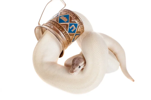 Royal Python, or Ball Python on white — Stock Photo, Image
