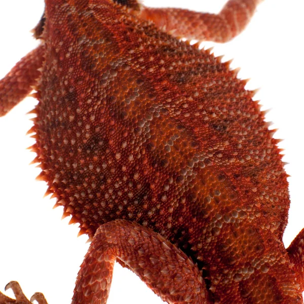 Dragón barbudo rojo, Pogona vitticeps, sobre blanco —  Fotos de Stock