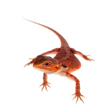 Kırmızı sakallı Ejder, beyaz Pogona vitticeps