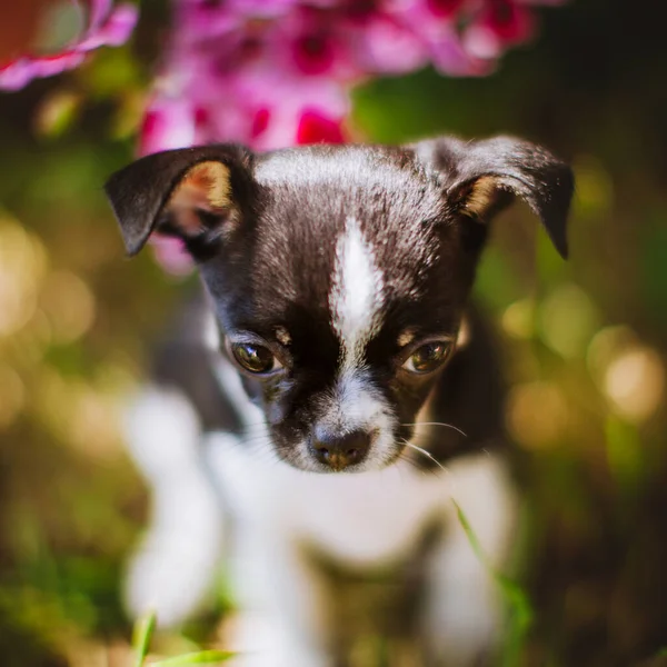 Bonito cachorro Chihuahua preto e branco na grama verde — Fotografia de Stock