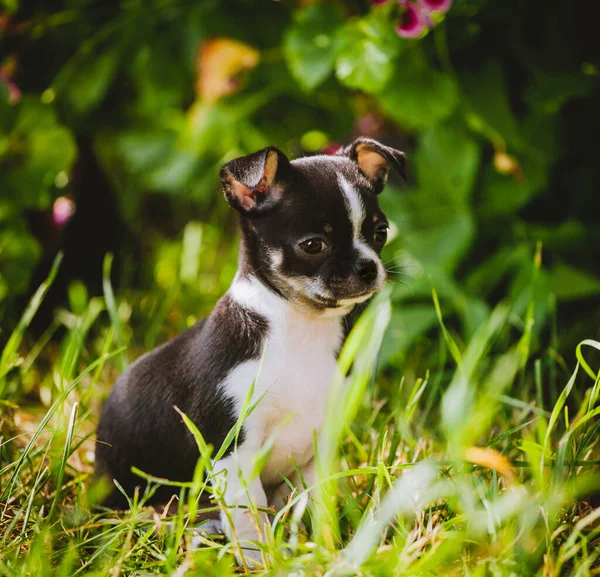 Pretty black and white Chihuahua puppy on green grass — Stock Photo, Image