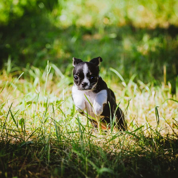 Ganska svart och vit Chihuahua valp på grönt gräs — Stockfoto