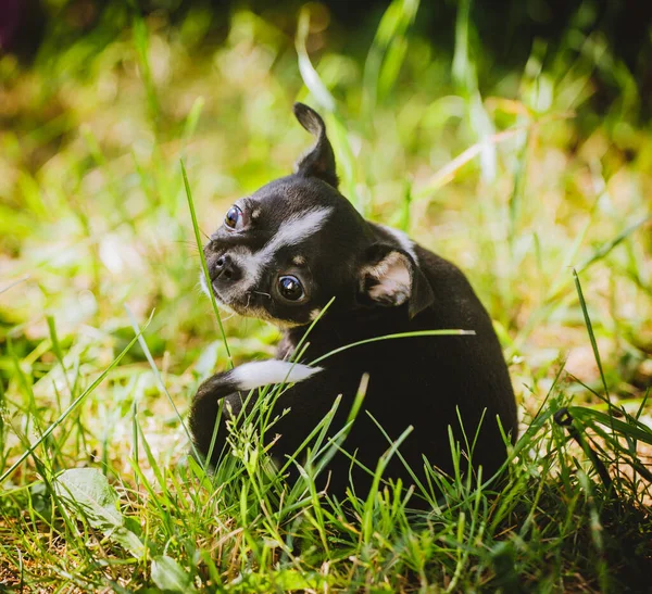 Piuttosto bianco e nero Chihuahua cucciolo su erba verde — Foto Stock