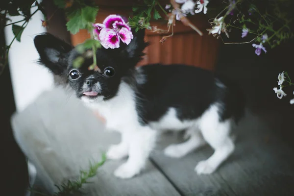 Bastante cachorro Chihuahua blanco y negro con flores — Foto de Stock