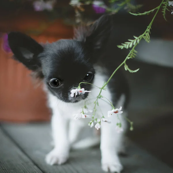 Bastante cachorro Chihuahua blanco y negro con flores —  Fotos de Stock