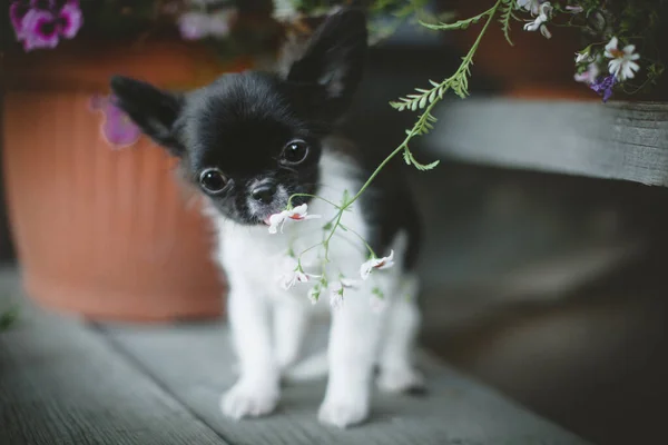 Pretty czarno-biały szczeniak Chihuahua z kwiatami — Zdjęcie stockowe