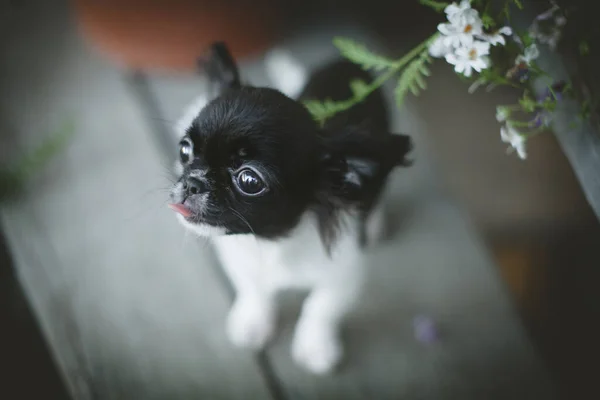 Hübscher schwarz-weißer Chihuahua-Welpe mit Blumen — Stockfoto