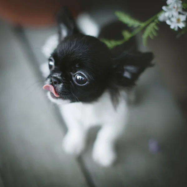 Çiçekli siyah beyaz bir Chihuahua köpeği. — Stok fotoğraf