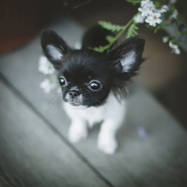 Pretty czarno-biały szczeniak Chihuahua z kwiatami — Zdjęcie stockowe