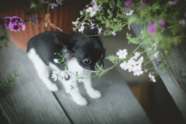 Прелестный черно-белый щенок чауахуа с цветами — стоковое фото