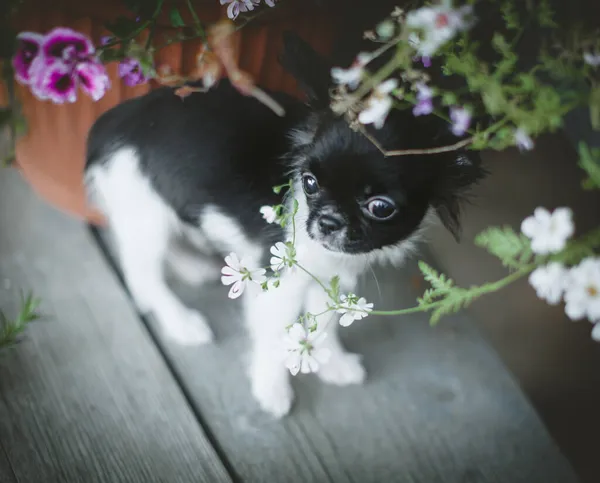 Joli chiot Chihuahua noir et blanc avec des fleurs — Photo