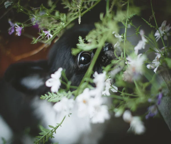 Hezké černobílé čivava štěně s květinami — Stock fotografie