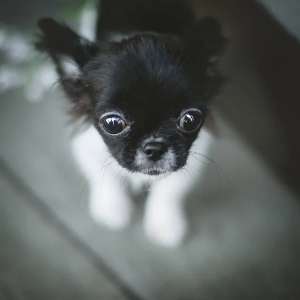 Bonito cachorro Chihuahua preto e branco com flores — Fotografia de Stock