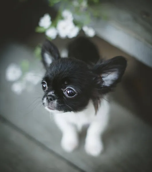 Bonito cachorro Chihuahua preto e branco com flores — Fotografia de Stock