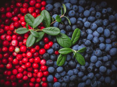 Yaban mersini ve yaban mersini Sprig desenli ve yapraklı