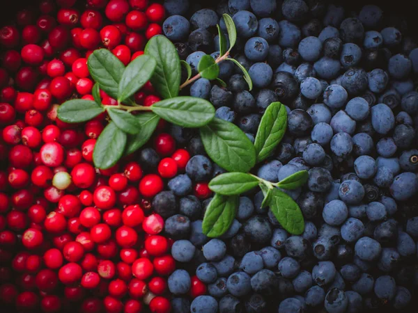 Lingonberries e mirtilos com textura Sprig e folhas Imagens Royalty-Free
