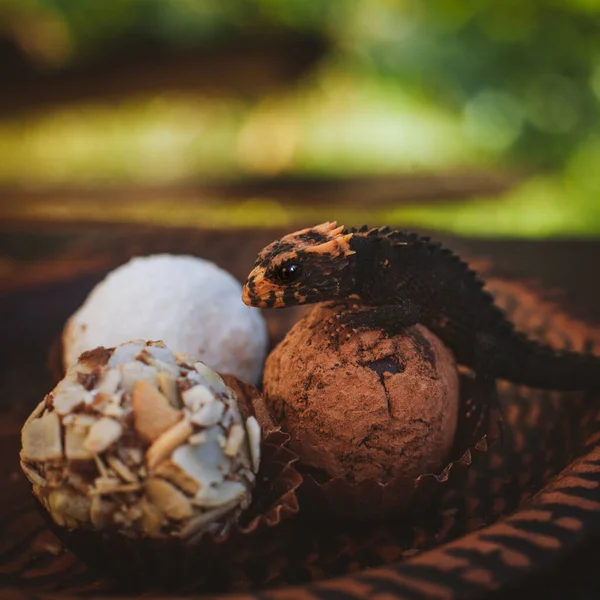 Red-eyed crocodile skinks, tribolonotus gracilis, on Truffles — Stock Photo, Image