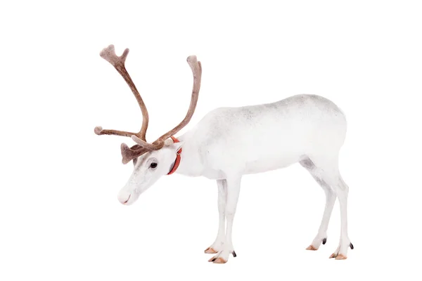 Reindeer or caribou, on the white background — Stock Photo, Image