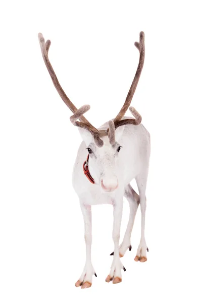 Reindeer or caribou, on the white background — Stock Photo, Image