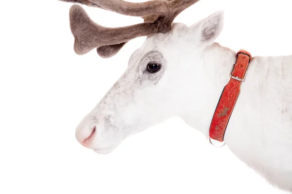 Reindeer or caribou, on the white background — Stock Photo, Image