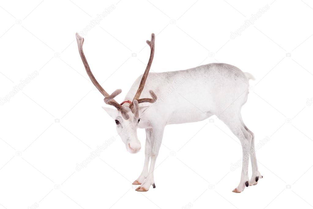 Reindeer or caribou, on the white background