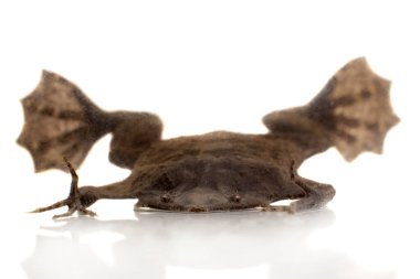 A strange Surinam toad on white backround clipart