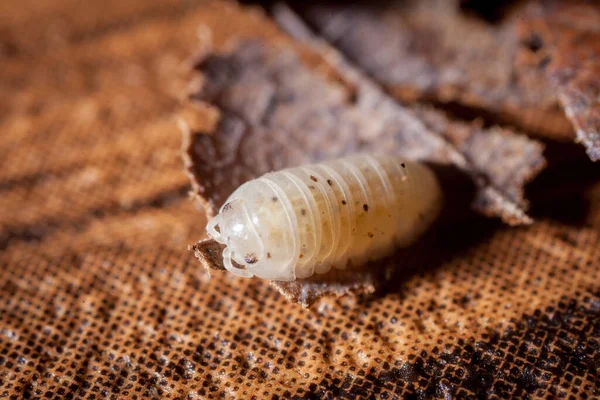 A white spotted woodlouse photohraphed on leaves — Stock Photo, Image