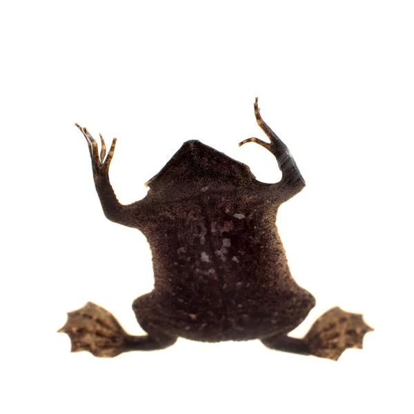 Странная суринамская жаба на белом фоне — стоковое фото