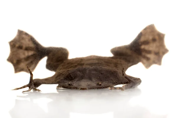 A strange Surinam toad on white backround — Stock Photo, Image