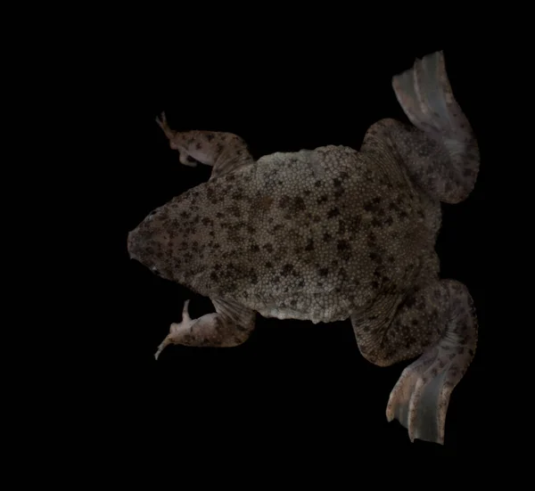 Parvas Venezuela toad, Pipa parva, isolated on white — Stock Photo, Image