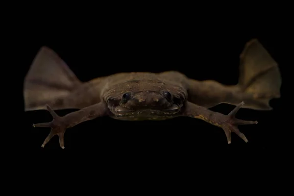 A Carvalhos Surinam toad on black background — Stock Photo, Image