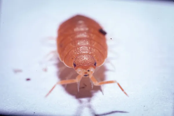 Eine hübsche orangefarbene Assel in Gefangenschaft fotografiert Stockbild